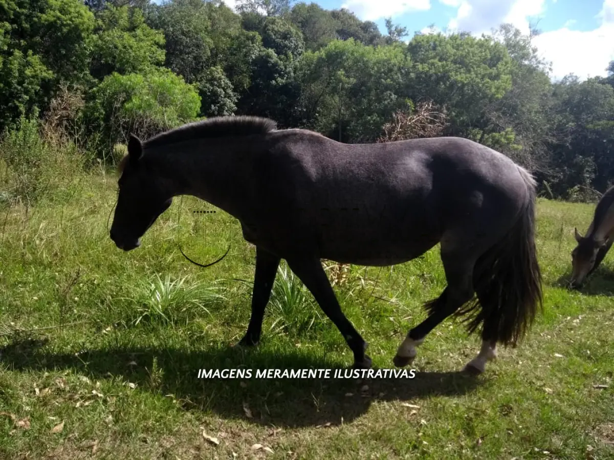 LOTE 01