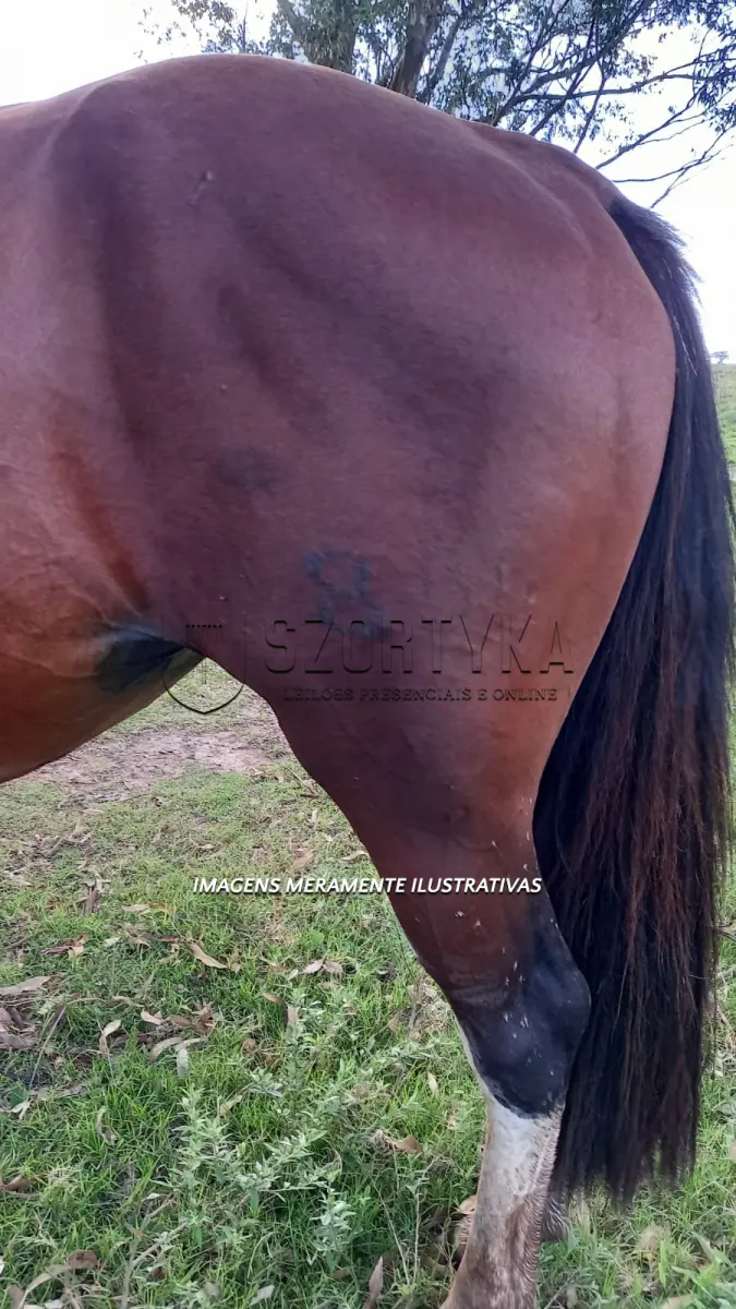 LOTE 002 - Égua Amora 854 Guaçu, pelagem colorada
