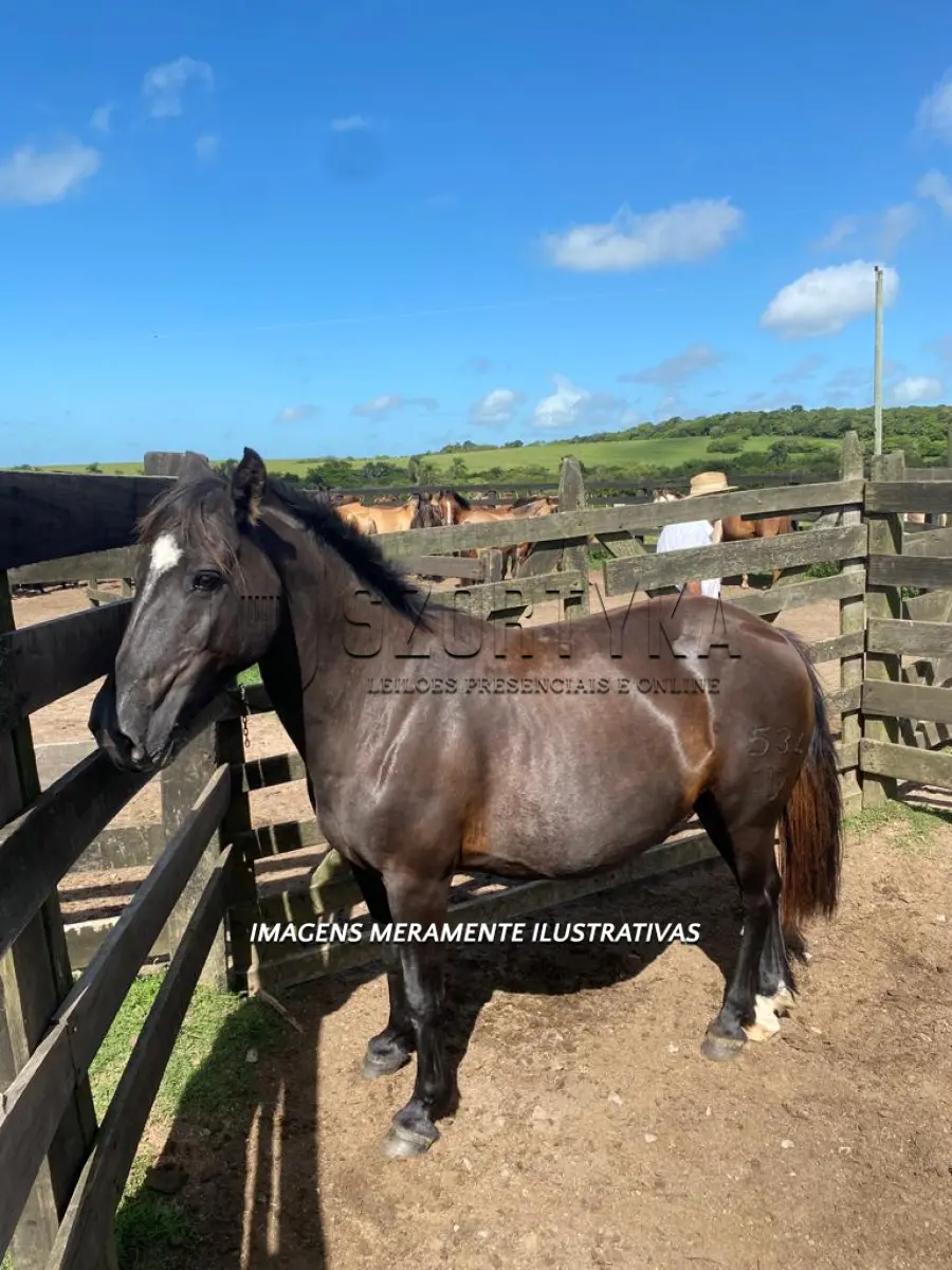 LOTE 008 - Égua Taleira 534 Guaçu, pelagem preta
