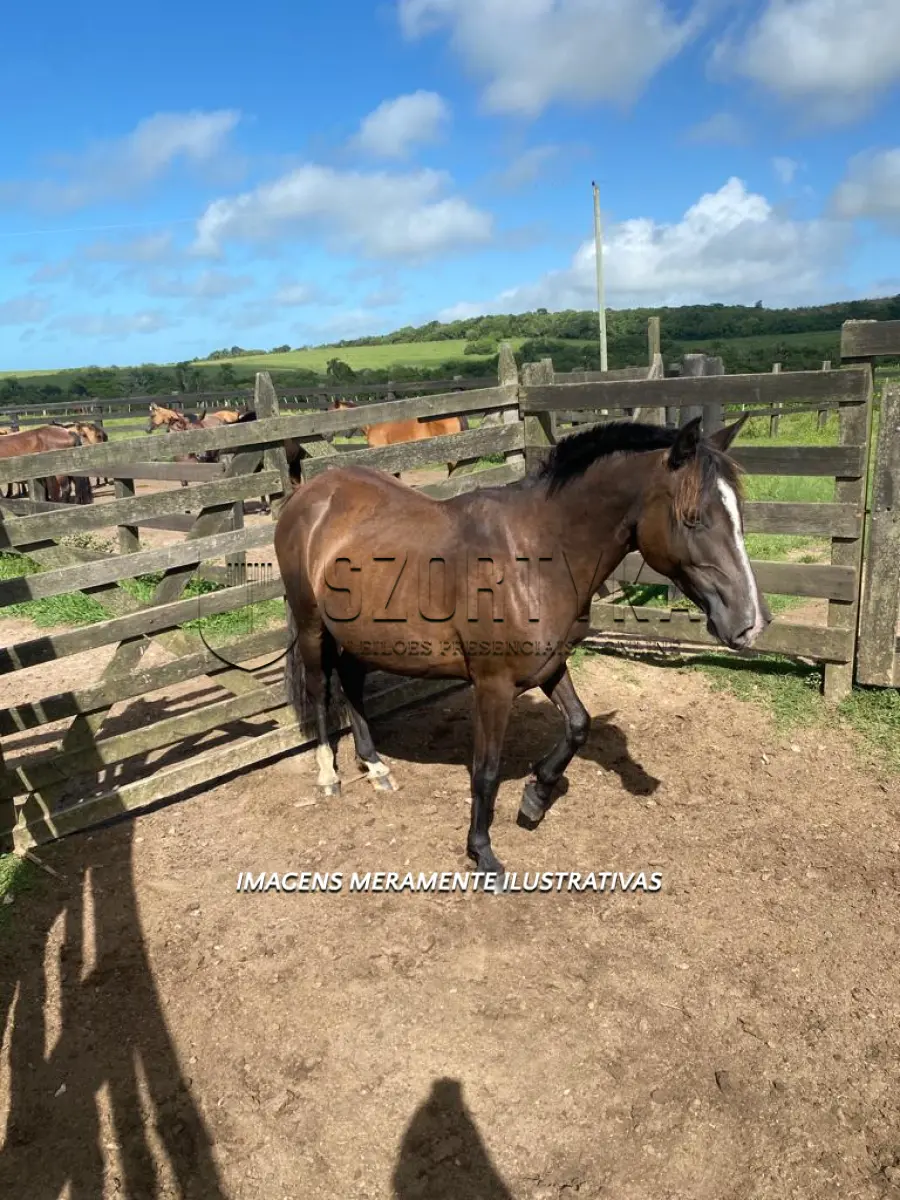 LOTE 006 - Égua Miruína 799 Guaçu, pelagem picaça