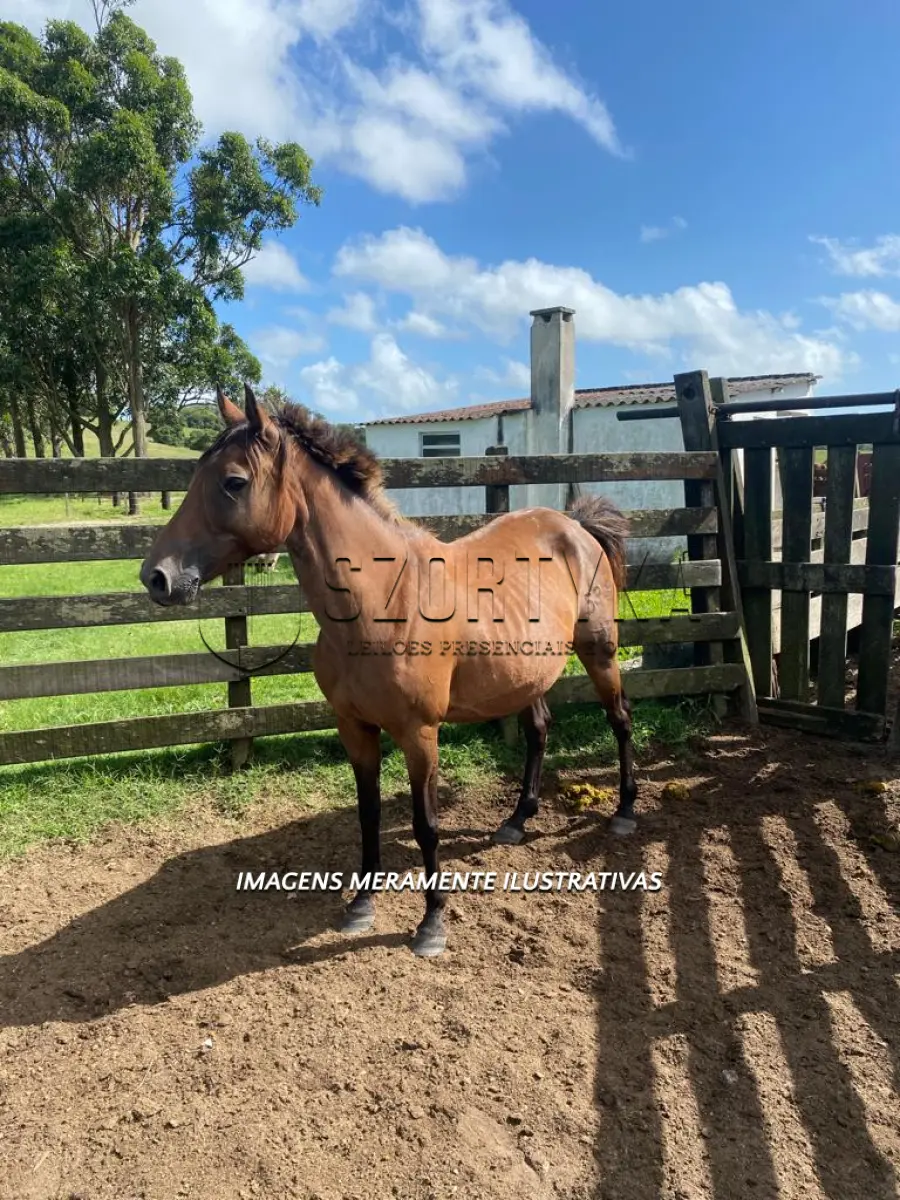 LOTE 009 - Égua Herança 539 Guaçu, pelagem rosilha