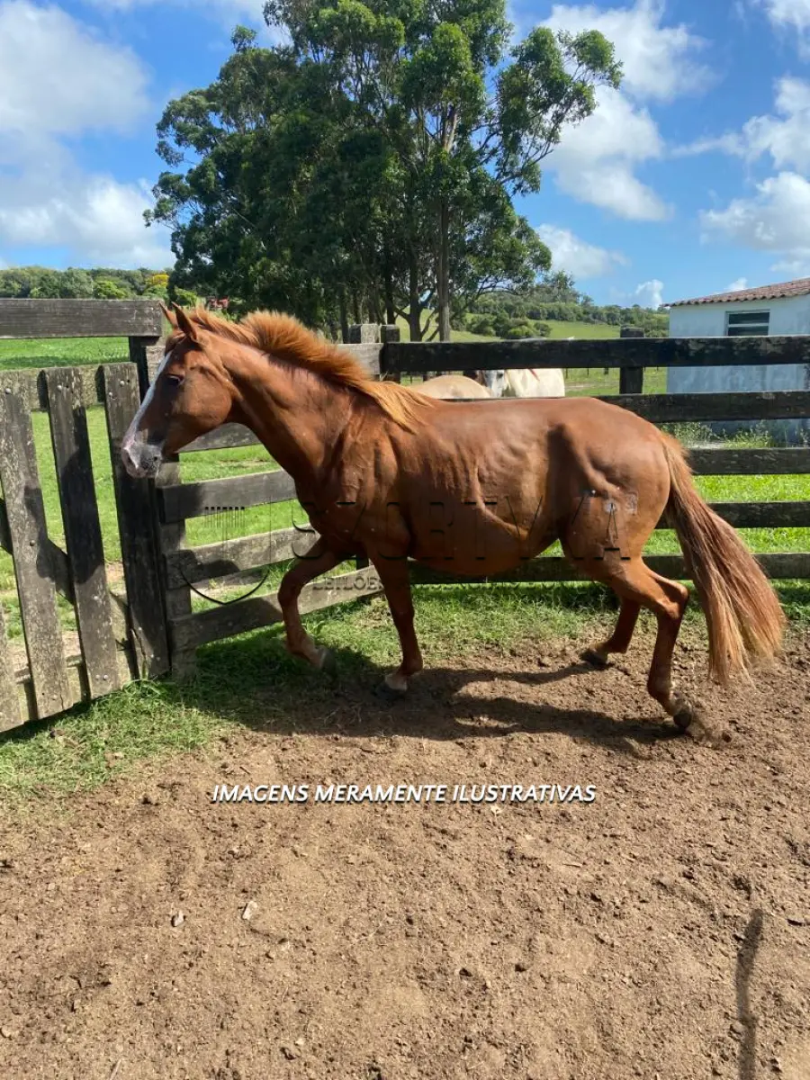 LOTE 012 - Égua Delírio 763 Guaçu, pelagem tostada