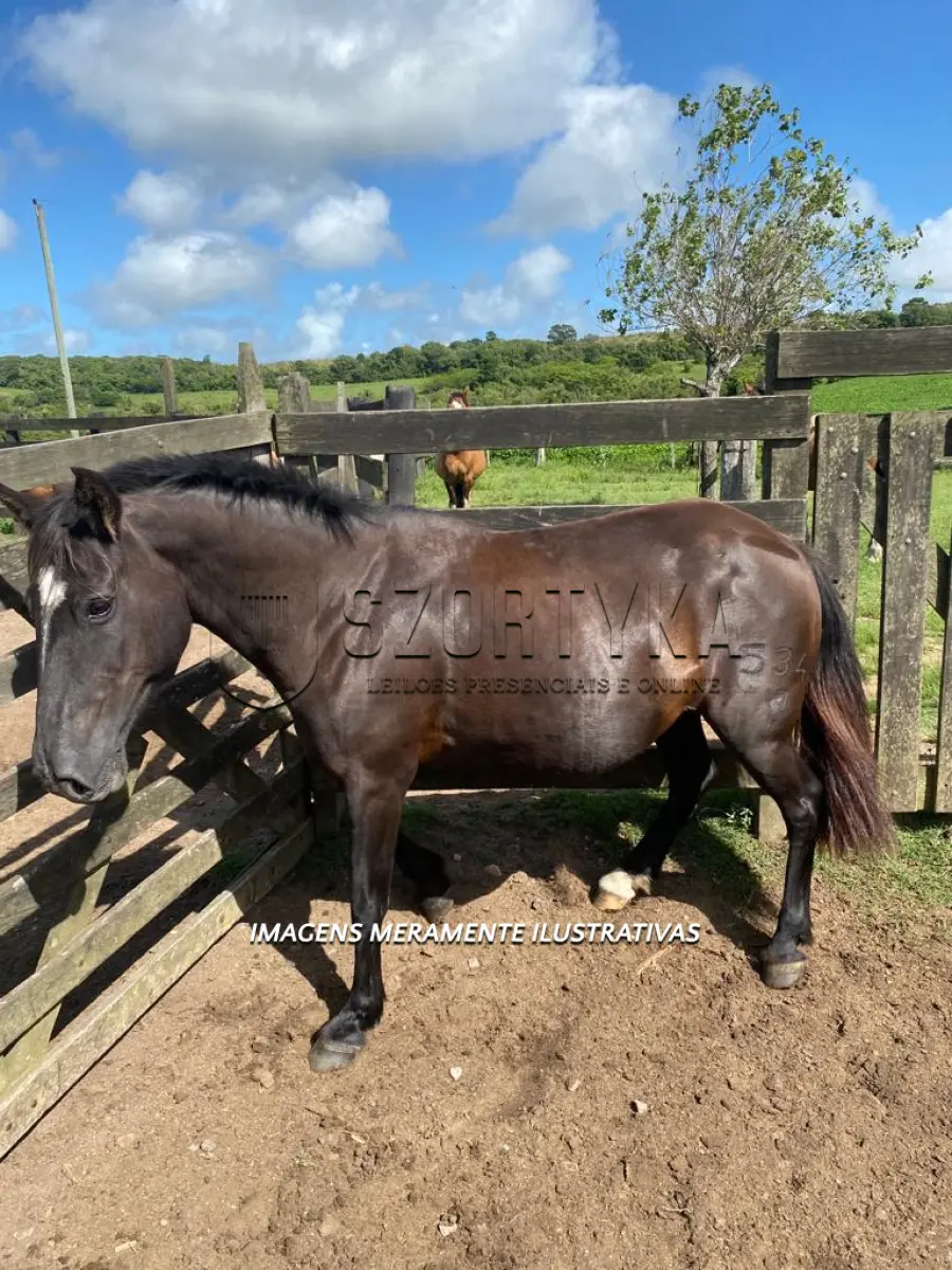 LOTE 008 - Égua Taleira 534 Guaçu, pelagem preta