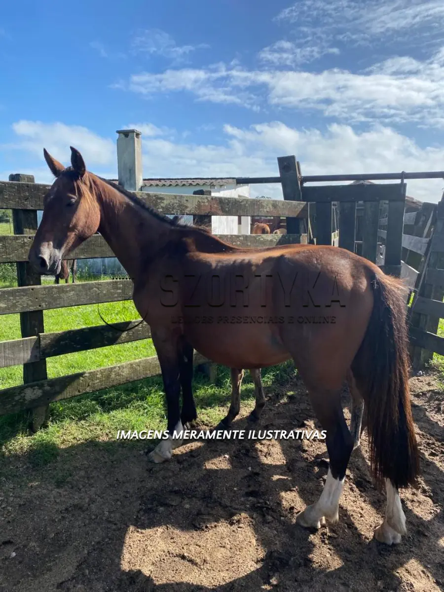 LOTE 003 - Égua Única 840 Guaçu, pelagem colorada