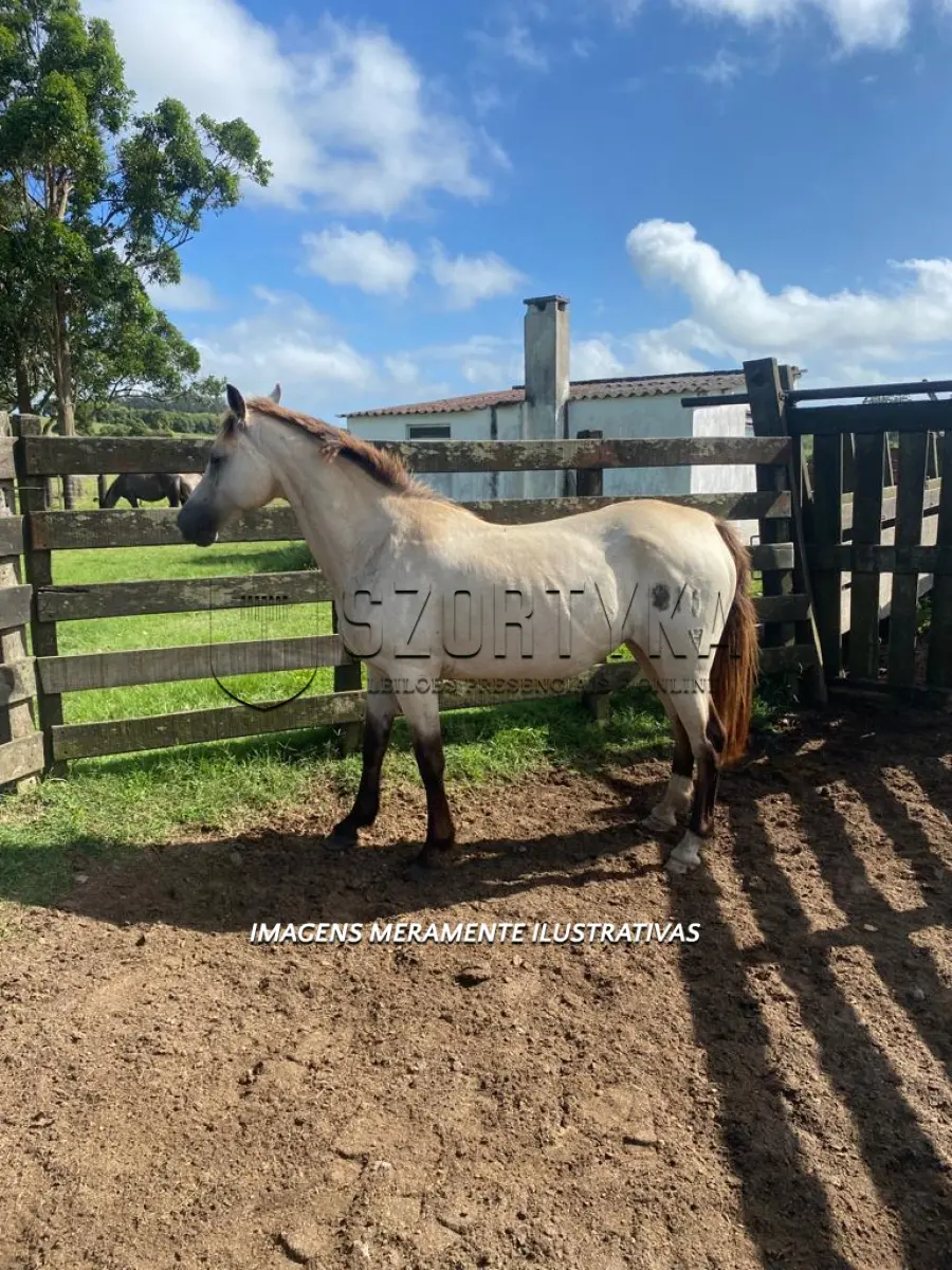 LOTE 007 - Égua Danza 811 Guaçu, pelagem baia