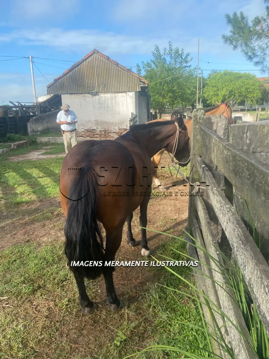 LOTE 011 - Égua Andorinha 649 Guaçu, pelagem zaina.
