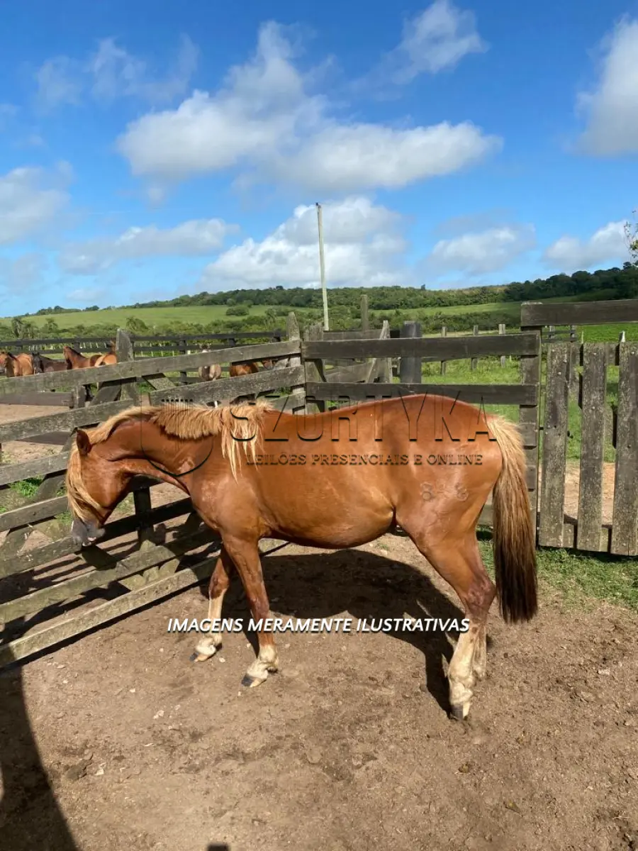 LOTE 001 - Égua Ninocha 848 Guaçu, pelagem tostada