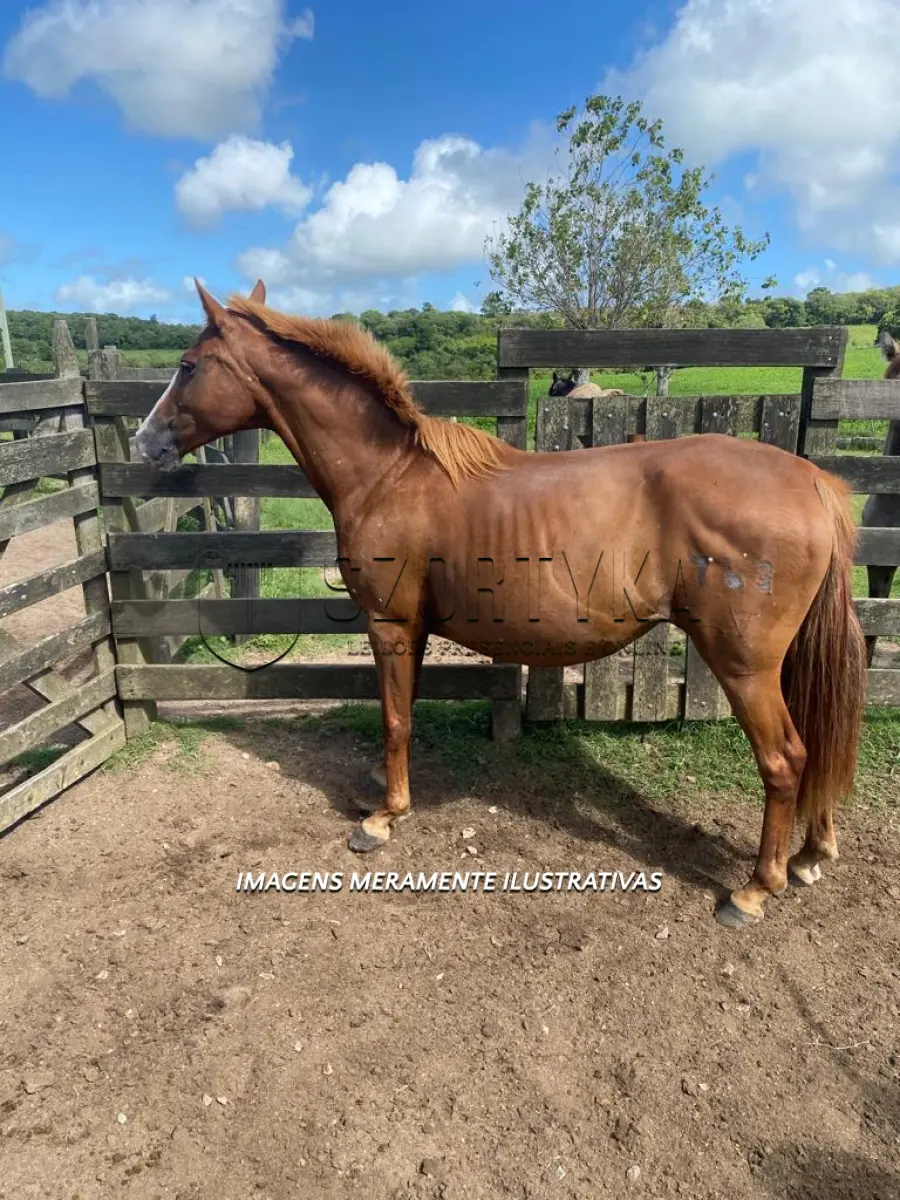 LOTE 012 - Égua Delírio 763 Guaçu, pelagem tostada