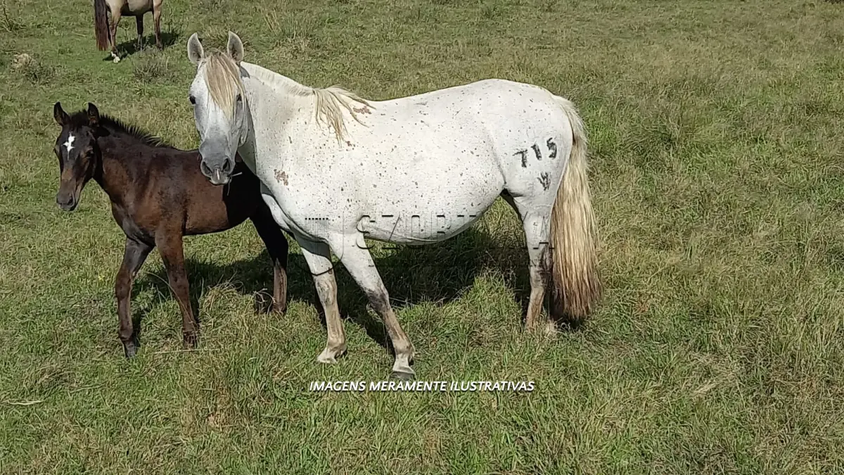 LOTE 005 - Égua Carpeta 715 Guaçu, pelagem tordilha