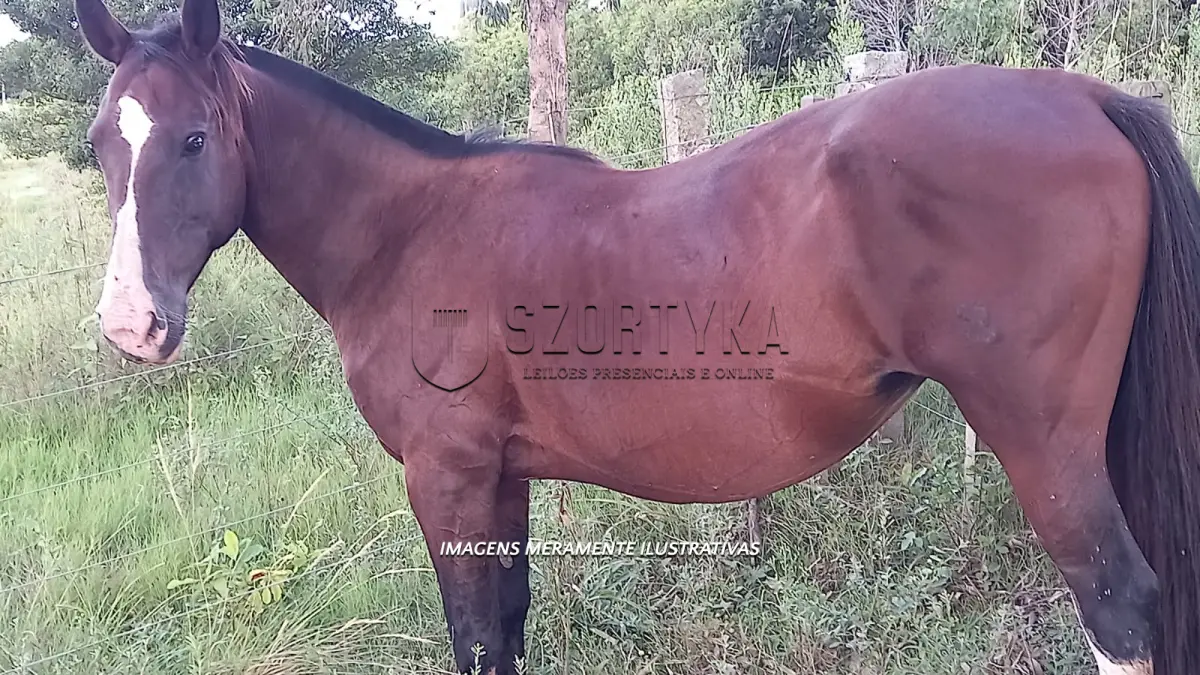 LOTE 002 - Égua Amora 854 Guaçu, pelagem colorada