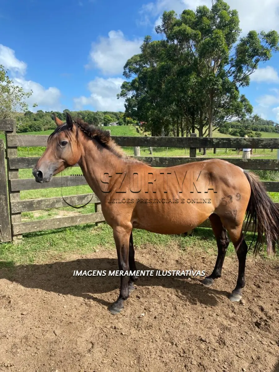 LOTE 009 - Égua Herança 539 Guaçu, pelagem rosilha