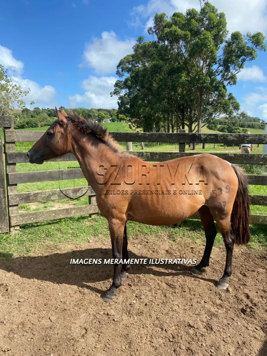 LOTE 009 - Égua Herança 539 Guaçu, pelagem rosilha