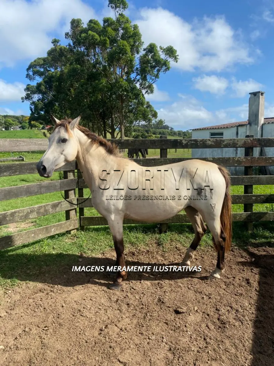 LOTE 007 - Égua Danza 811 Guaçu, pelagem baia