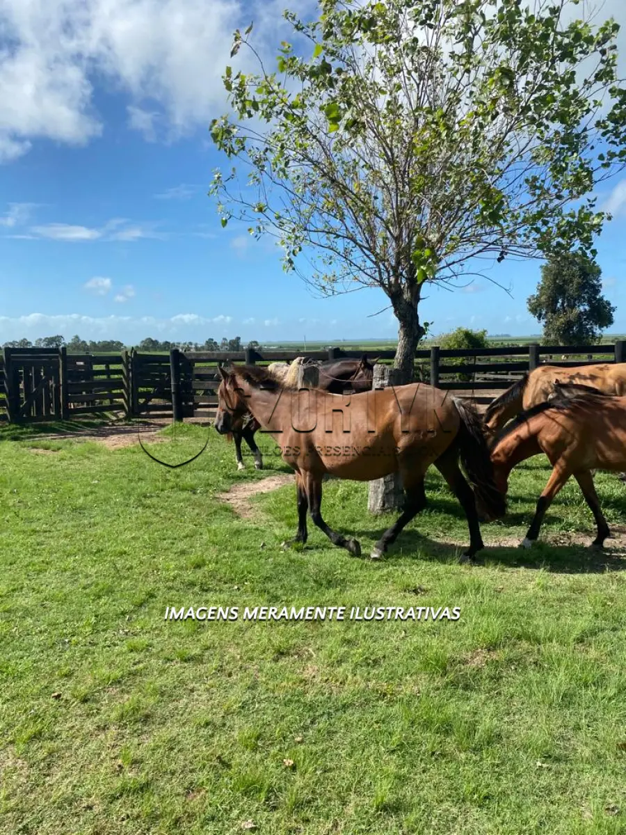 LOTE 009 - Égua Herança 539 Guaçu, pelagem rosilha