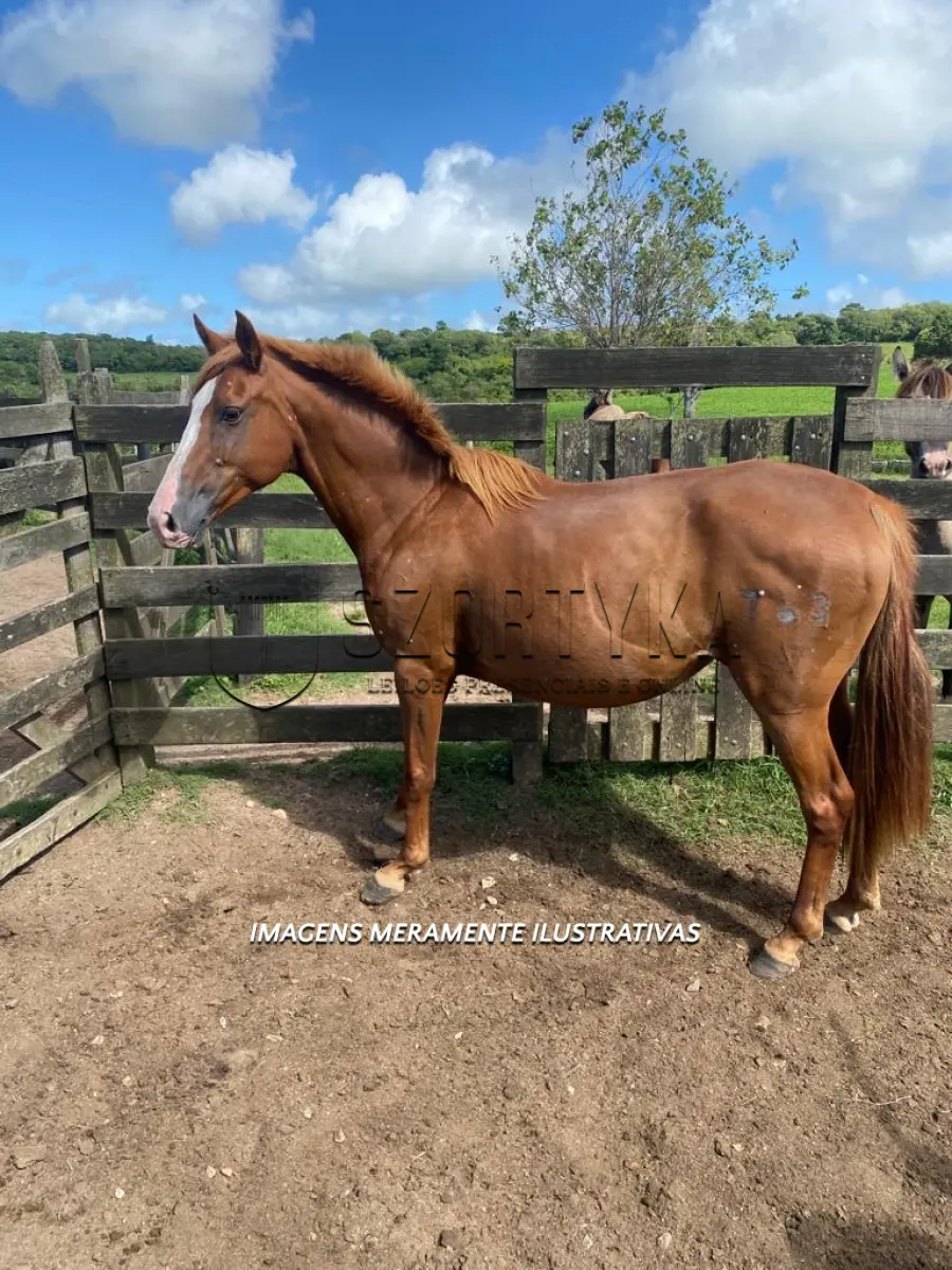 LOTE 012 - Égua Delírio 763 Guaçu, pelagem tostada