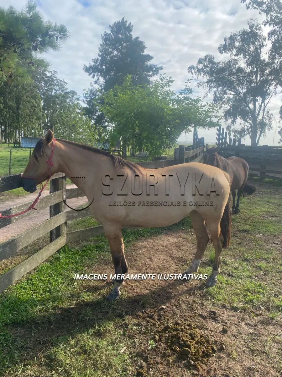 LOTE 004 - Égua Sedutora 621 Guaçu, pelagem gateada