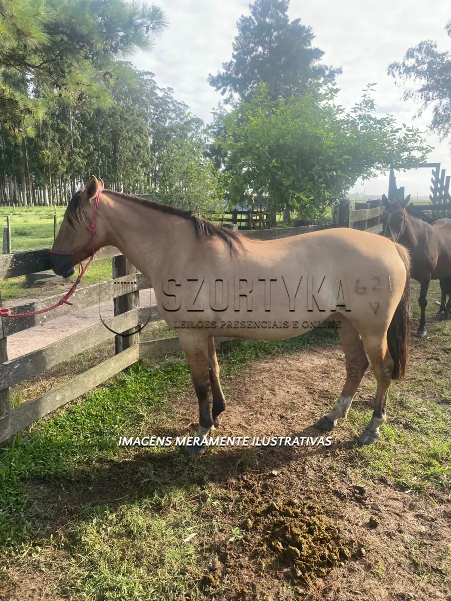 LOTE 004 - Égua Sedutora 621 Guaçu, pelagem gateada