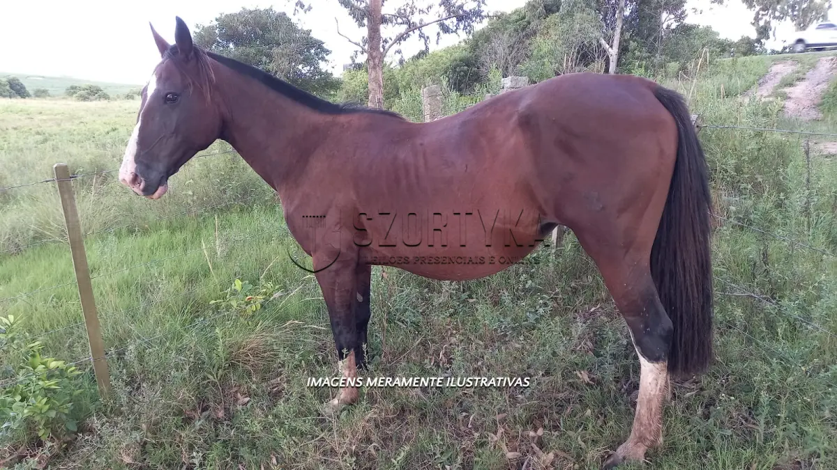 LOTE 002 - Égua Amora 854 Guaçu, pelagem colorada
