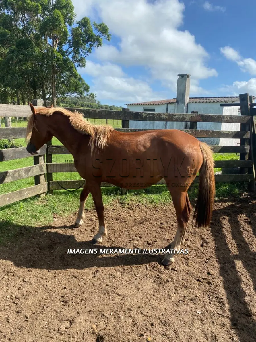 LOTE 001 - Égua Ninocha 848 Guaçu, pelagem tostada