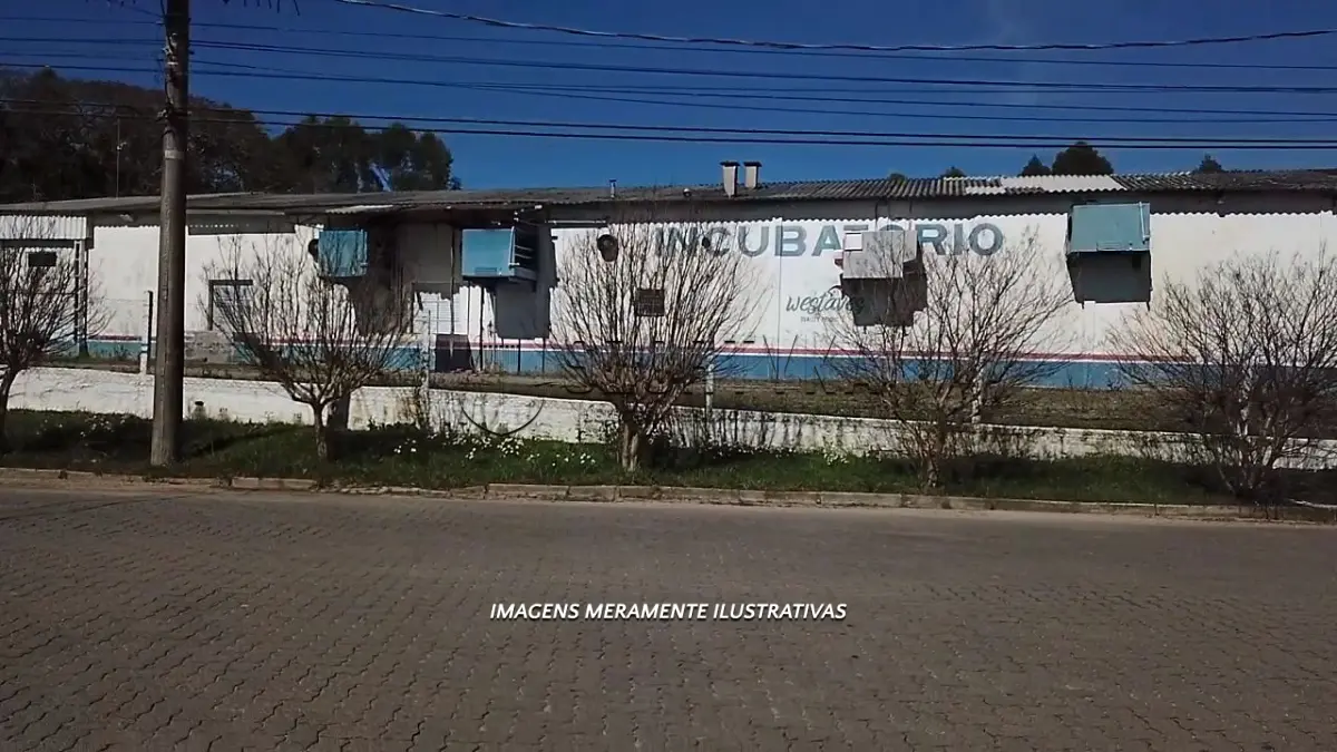 LOTE 006 - INCUBATÓRIO DE  FRANGOS COMPLETO,  COM ÁREA DE 140.004,00M², EM MORRO REDONDO