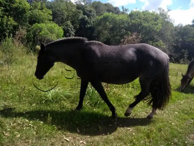 LEILÃO DE UMA ÉGUA CRIOULA PELAGEM TORDILHA